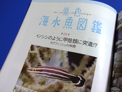 コーラルフィッシュ Vol.23　 （原色海水魚図鑑　ホグフィッシュの仲間）
